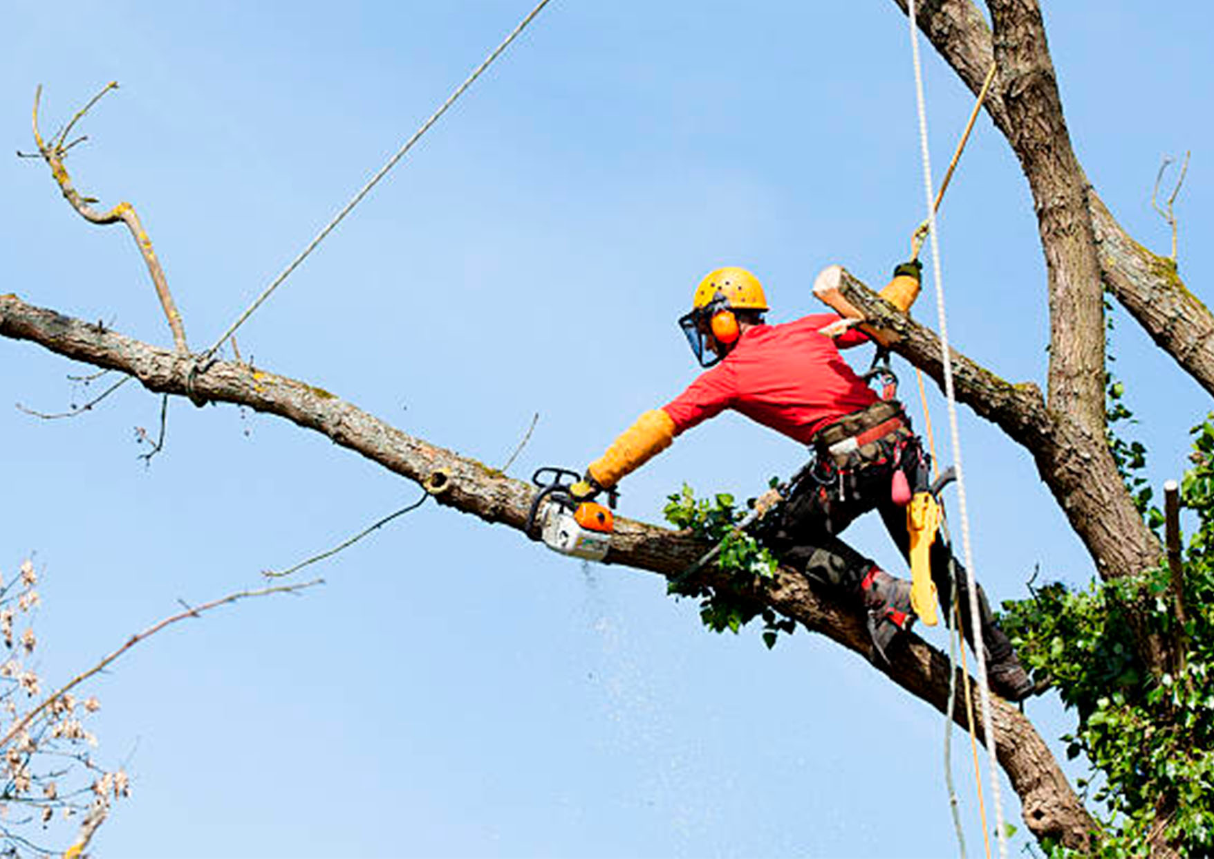 Taille de haie avec mise en forme