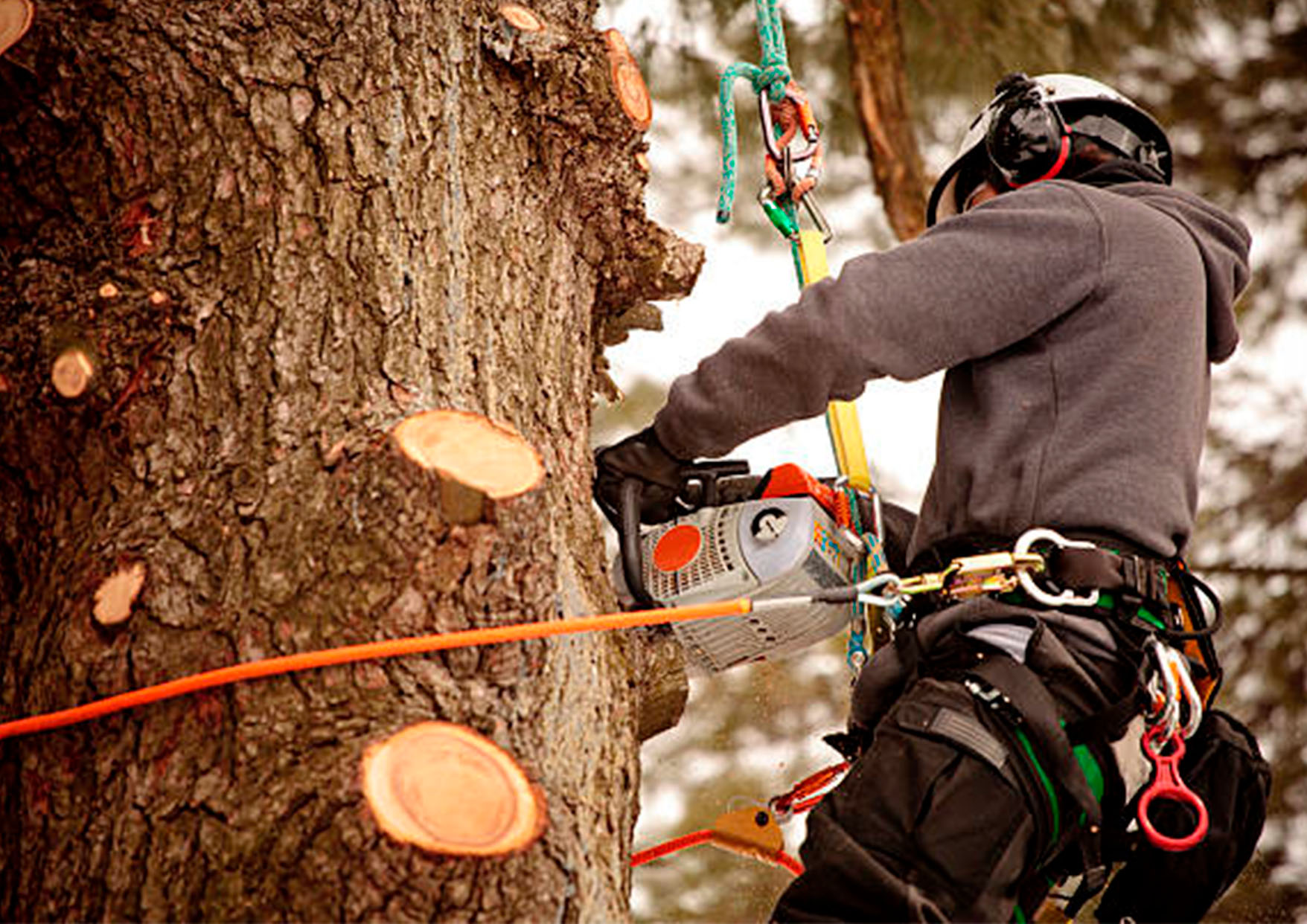 Taille de haie avec mise en forme
