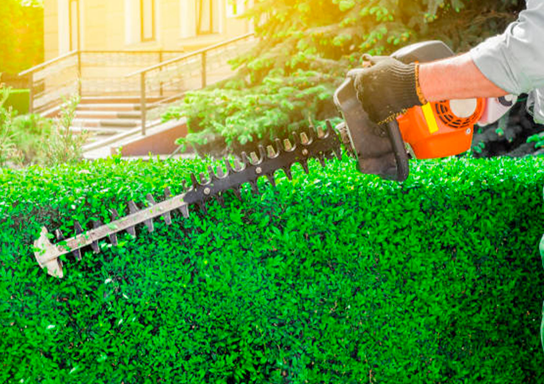 Taille de haie avec mise en forme
