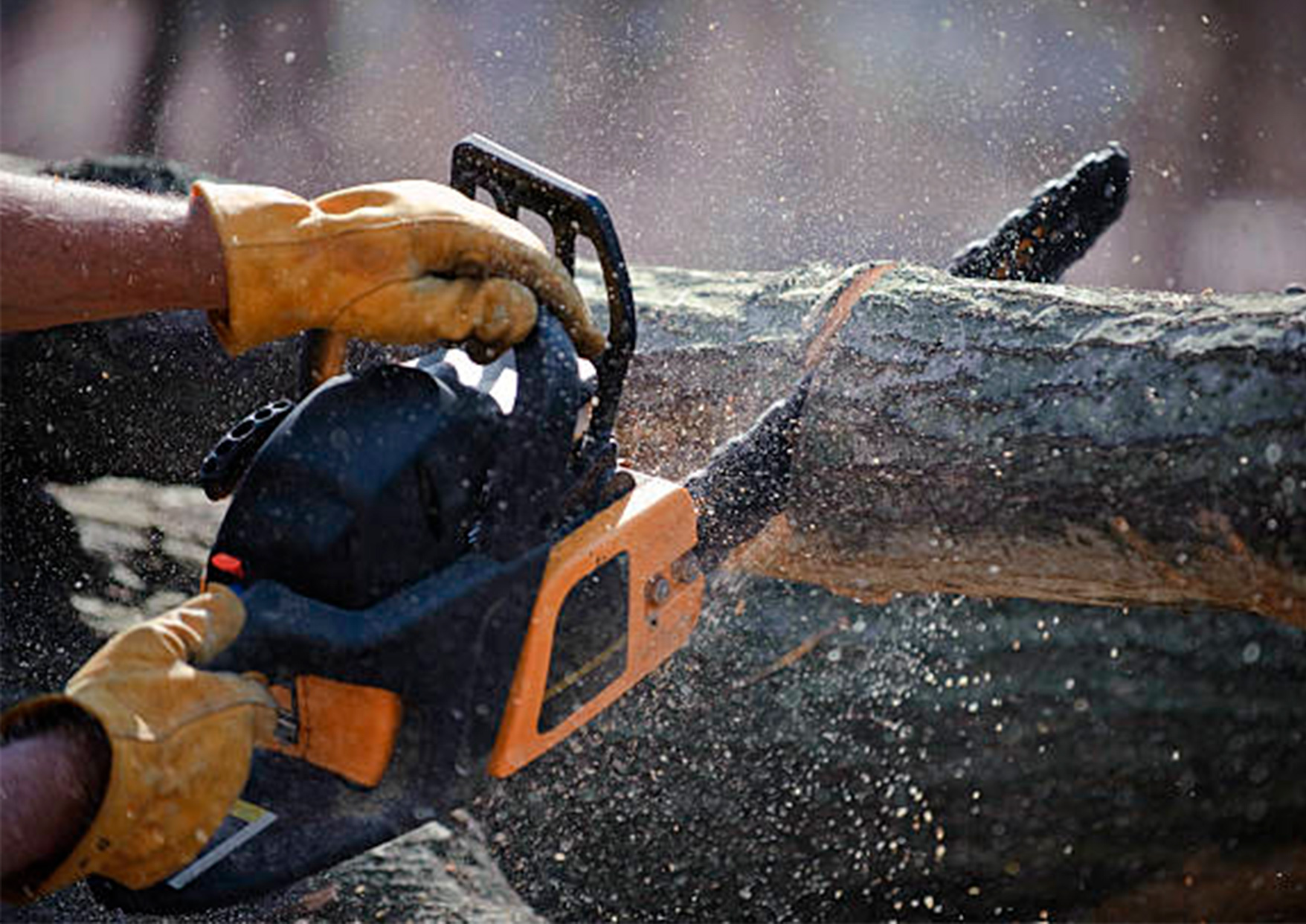 Taille de haie avec mise en forme
